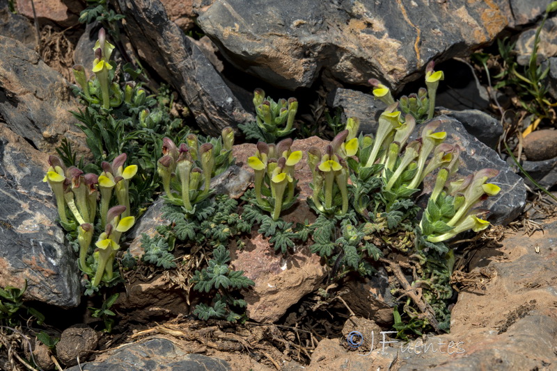 Scutellaria orientalis hispanica.04