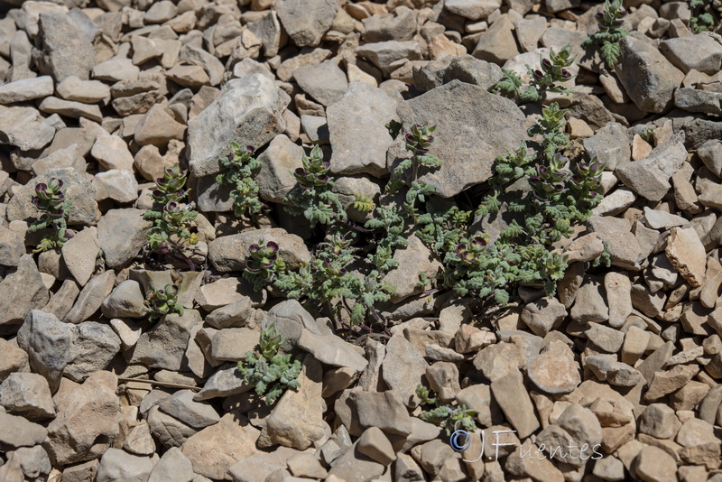 Scutellaria orientalis hispanica.09