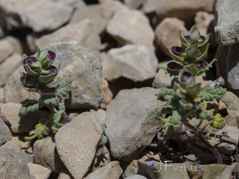 Scutellaria orientalis hispanica.10