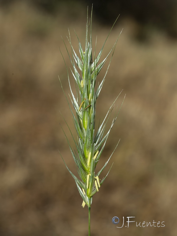 Secale cereale 1.03