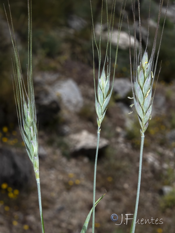 Secale cereale 1.05