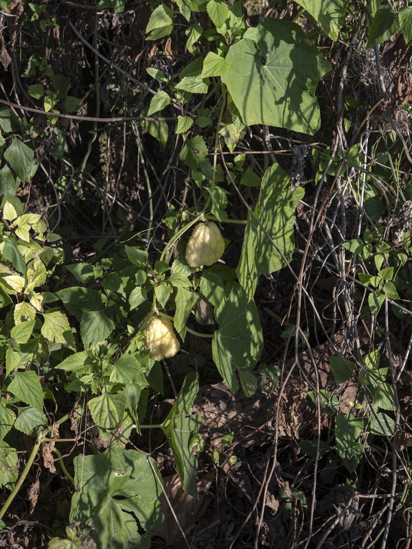 Sechium edule.01