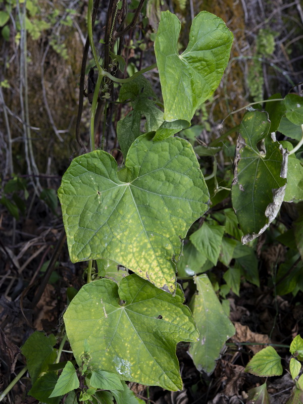 Sechium edule.02