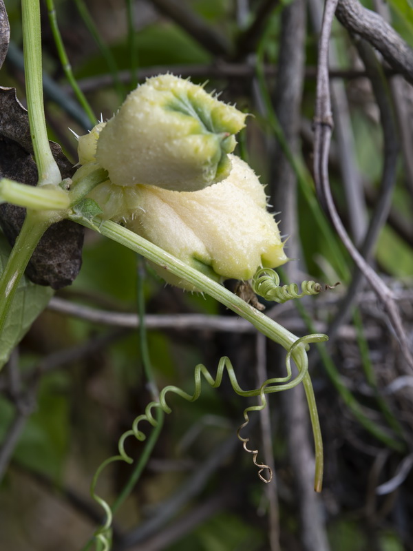 Sechium edule.03