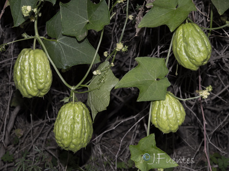Sechium edule.07