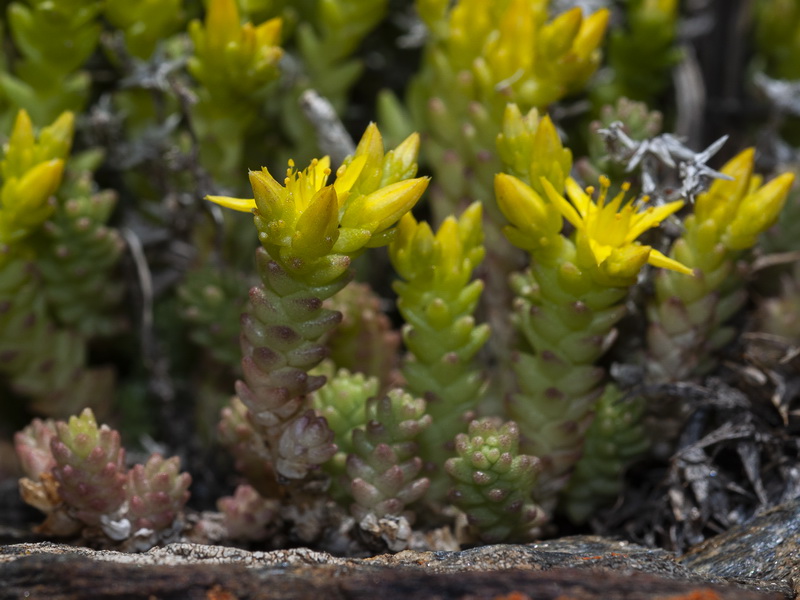 Sedum acre.11