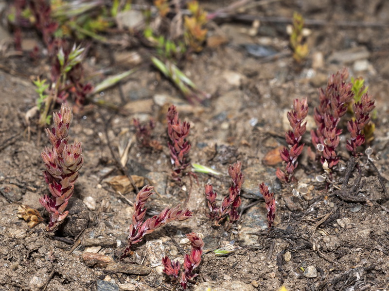 Sedum aetnense.01