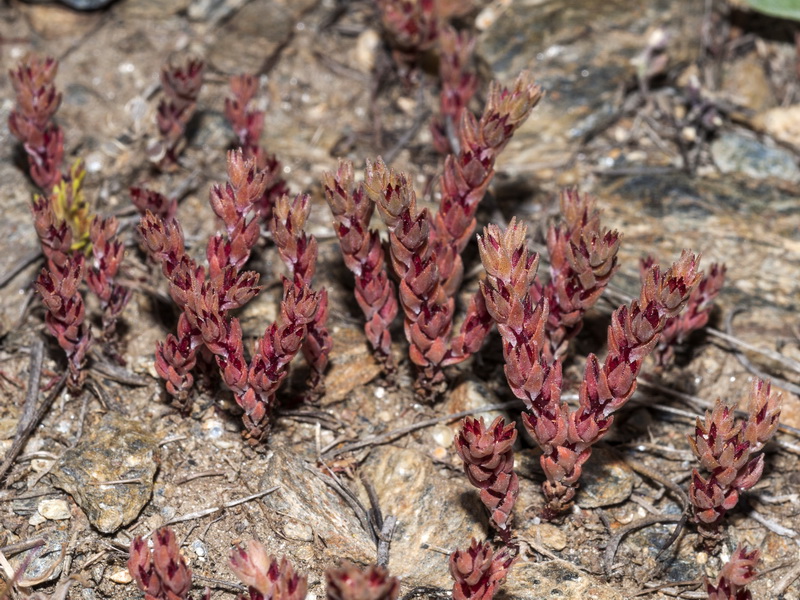 Sedum aetnense.02