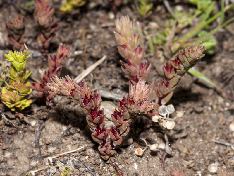 Sedum aetnense.04