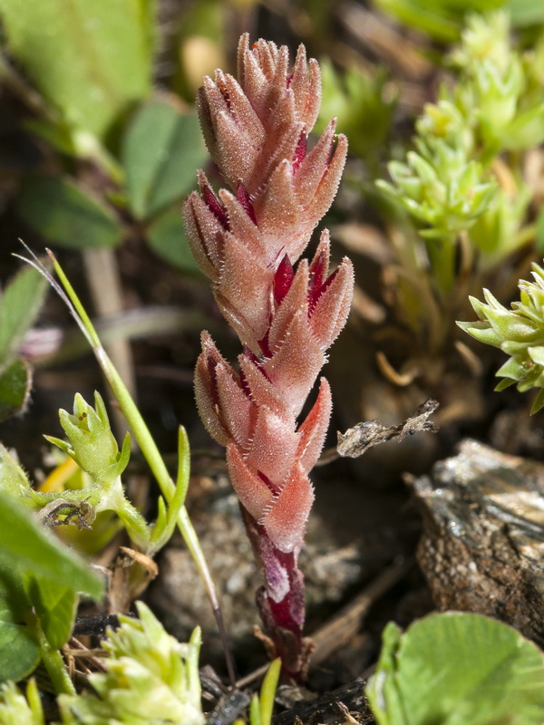 Sedum aetnense.06