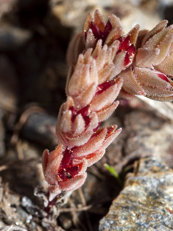 Sedum aetnense.08