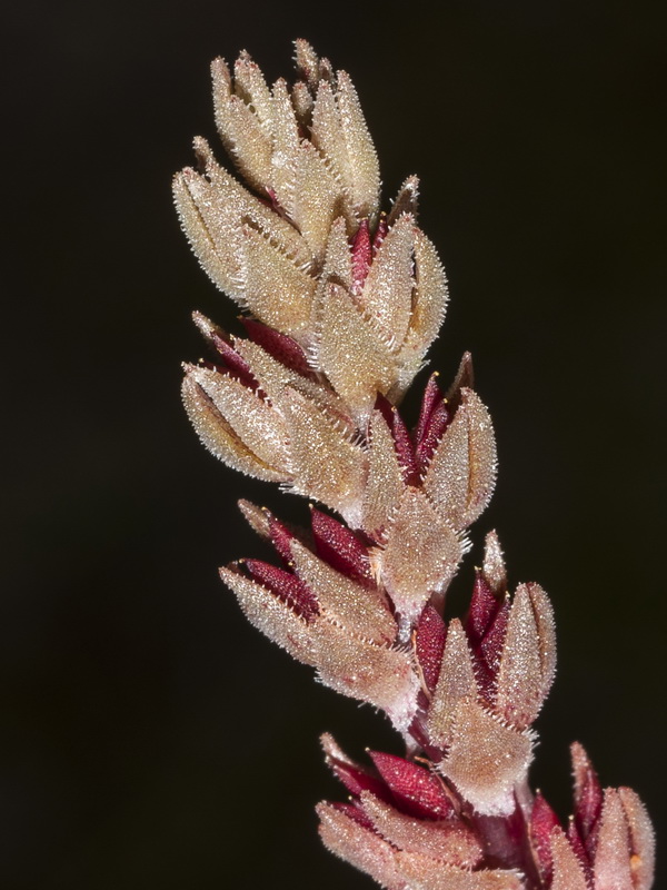 Sedum aetnense.09