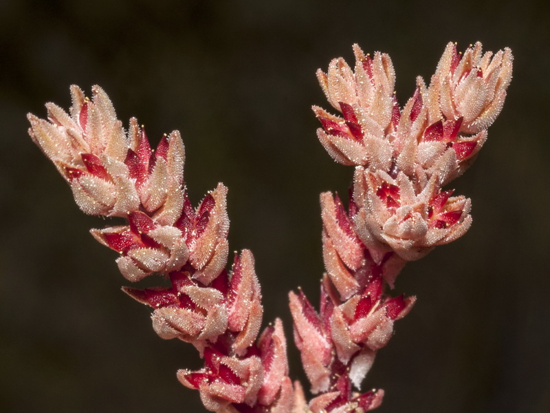 Sedum aetnense.11