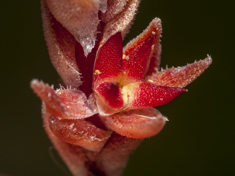 Sedum aetnense.13