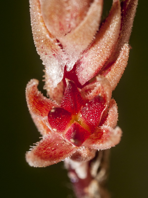 Sedum aetnense.14