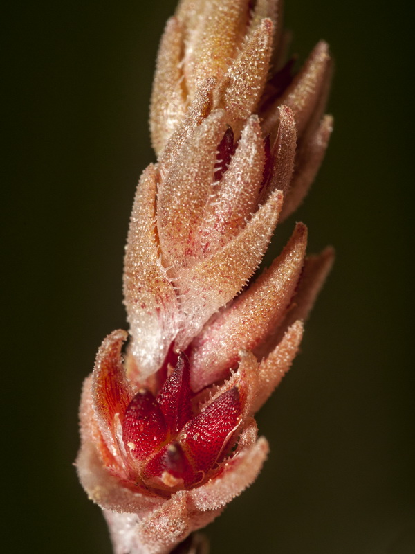 Sedum aetnense.15