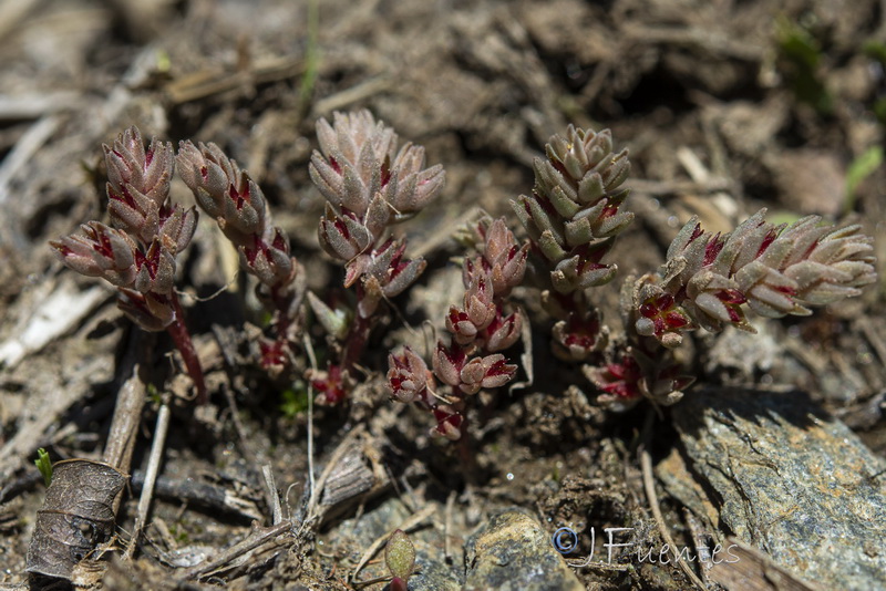Sedum aetnense.01