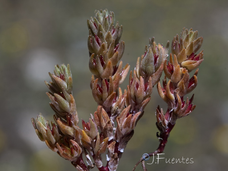 Sedum aetnense.23