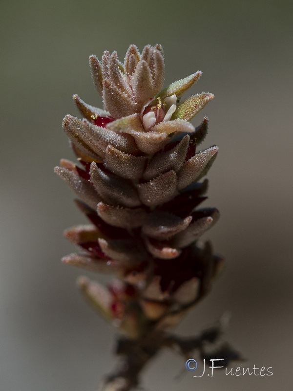 Sedum aetnense.24