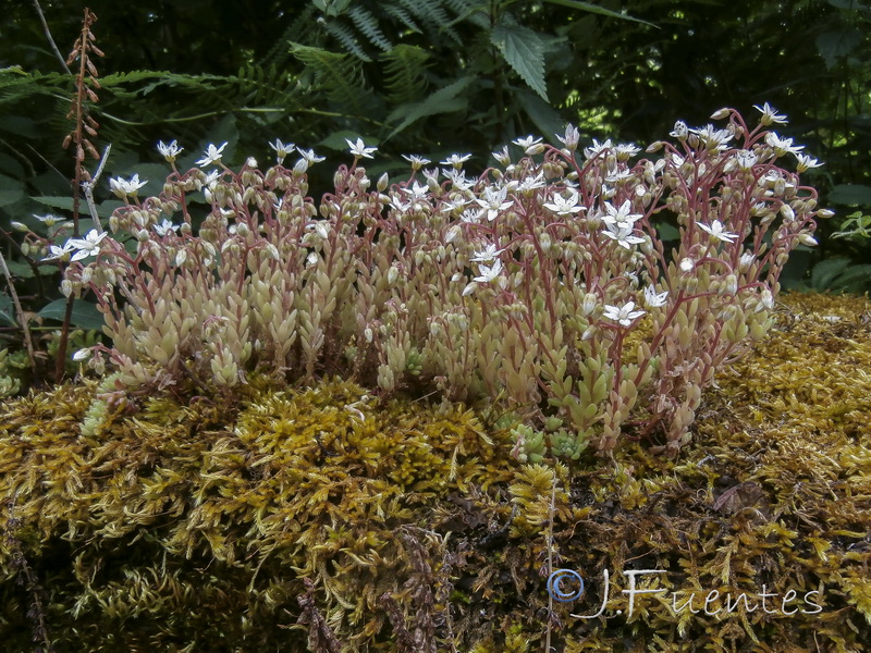 Sedum album.01