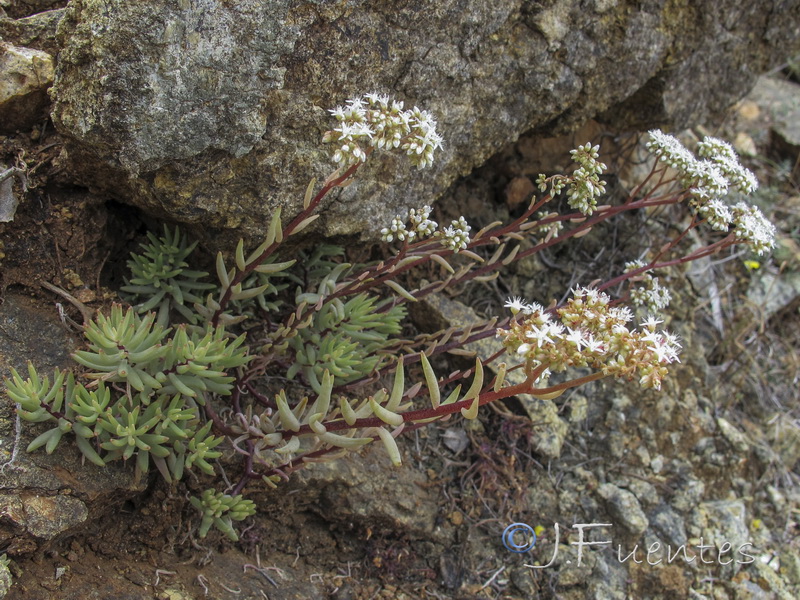 Sedum album.02