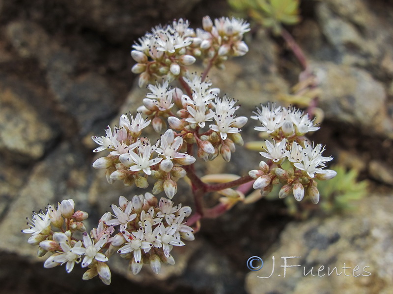 Sedum album.03