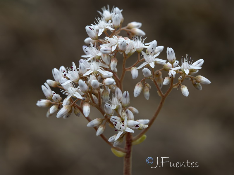 Sedum album.10