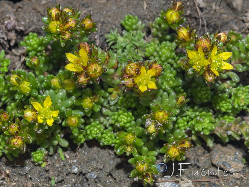 Sedum alpestre.02