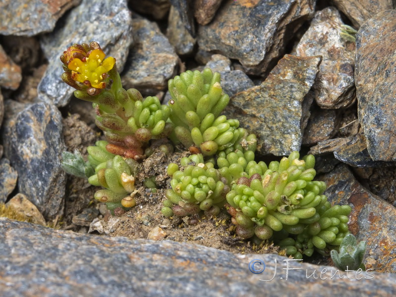 Sedum alpestre.07