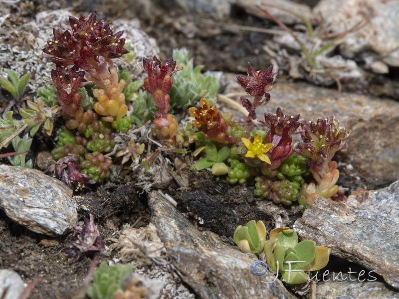 Sedum alpestre.10