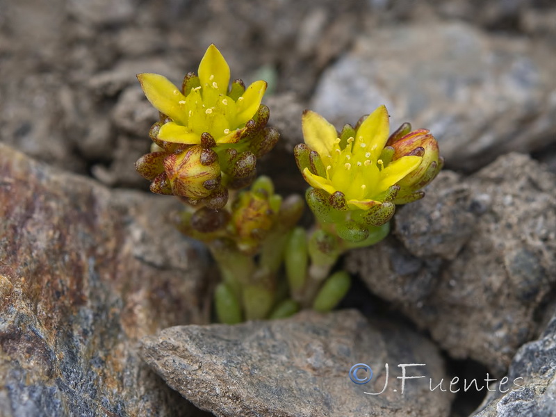 Sedum alpestre.11