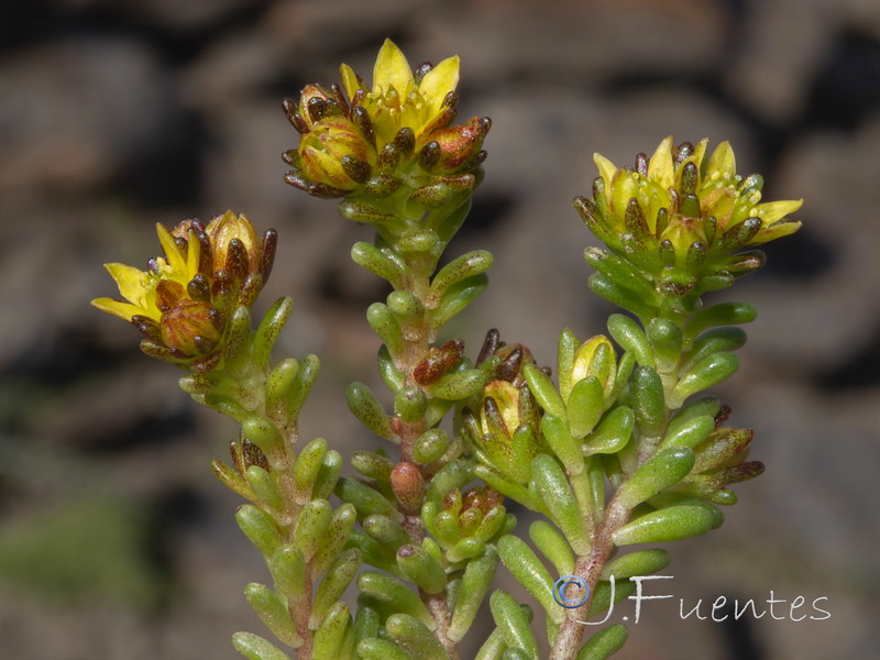 Sedum alpestre.12