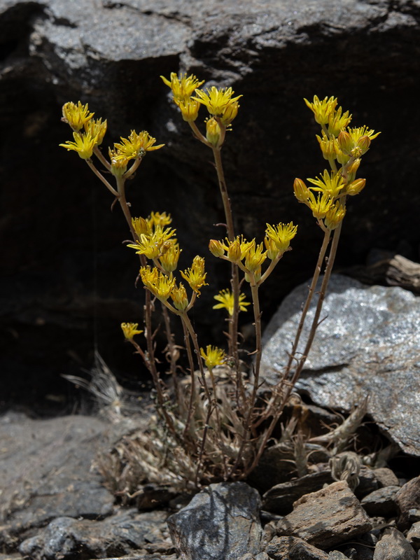 Sedum amplexicaule amplexicaule.01