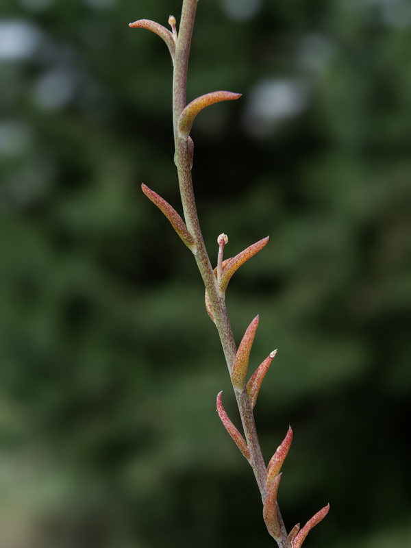 Petrosedum amplexicaule amplexicaule.14