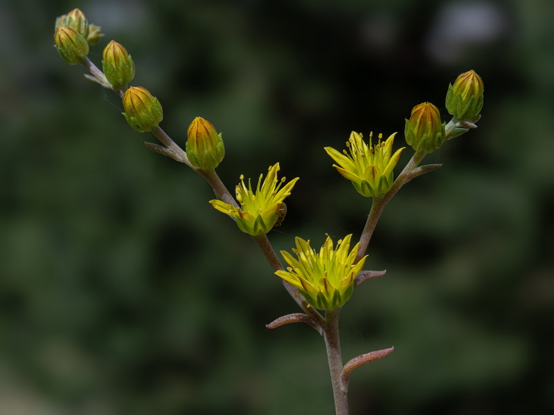 Sedum amplexicaule amplexicaule.09