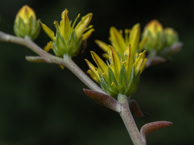 Sedum amplexicaule amplexicaule.17