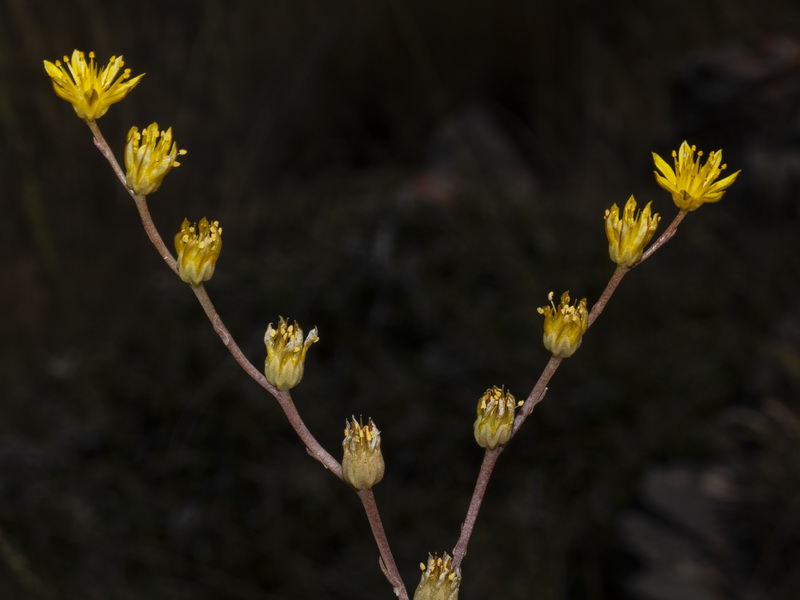 Sedum amplexicaule amplexicaule.09