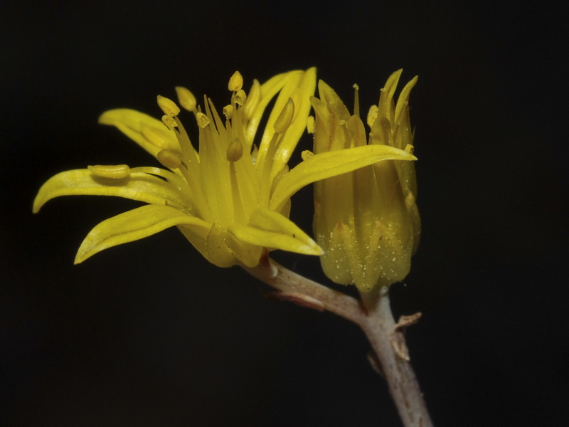 Sedum amplexicaule amplexicaule.14