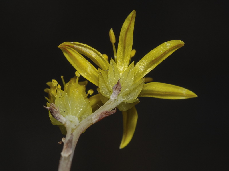 Sedum amplexicaule amplexicaule.17
