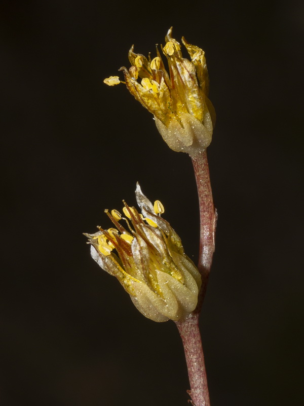 Sedum amplexicaule amplexicaule.19