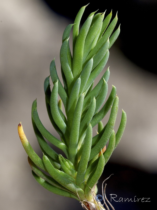 Sedum amplexicaule amplexicaule.20