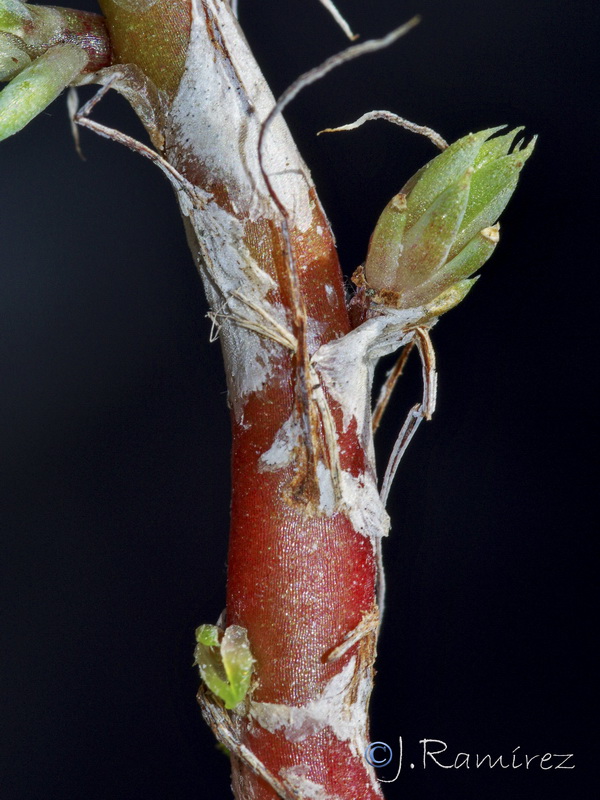 Sedum amplexicaule amplexicaule.21