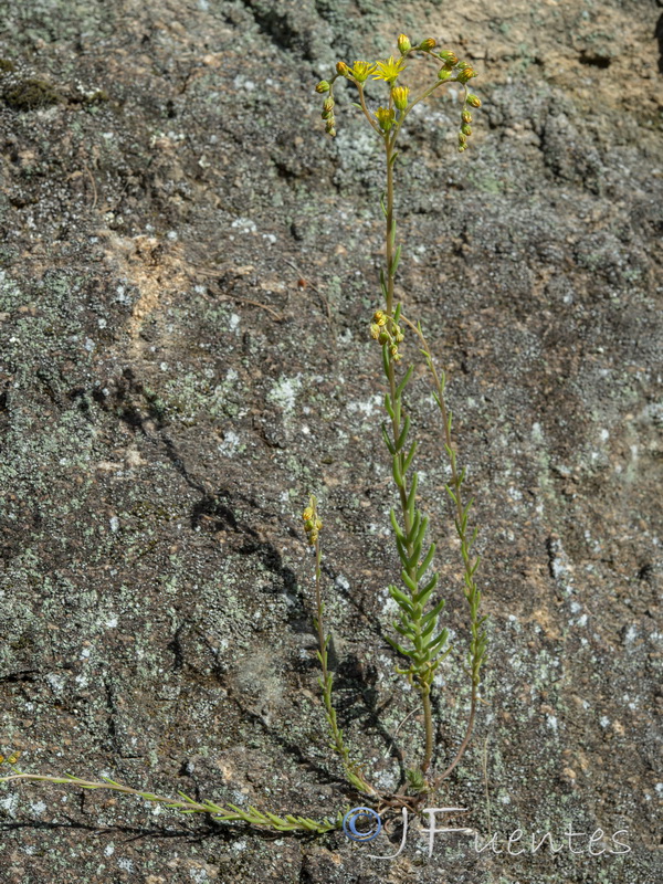 Sedum amplexicaule amplexicaule.01