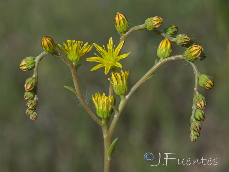 Sedum amplexicaule amplexicaule.08