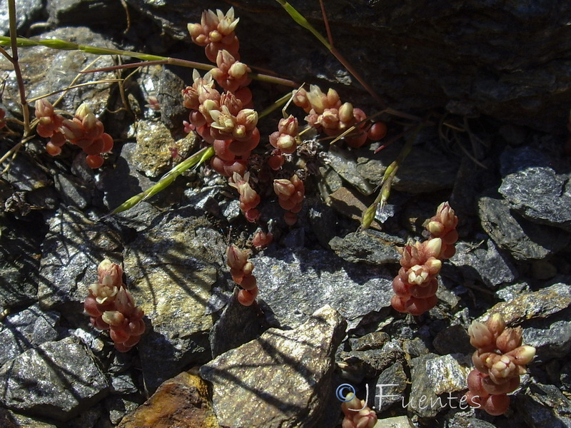 Sedum andegavense.03