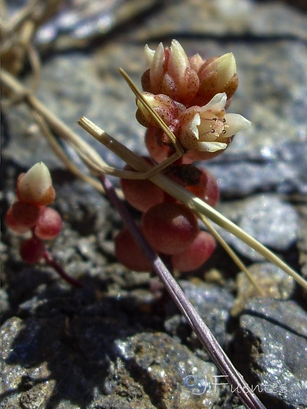 Sedum andegavense.06