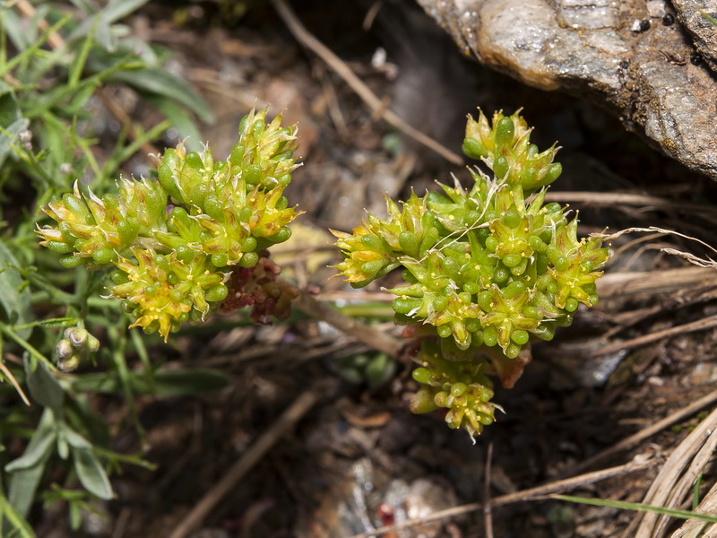 Sedum annuum.01
