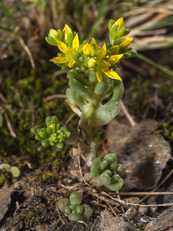 Sedum annuum.03