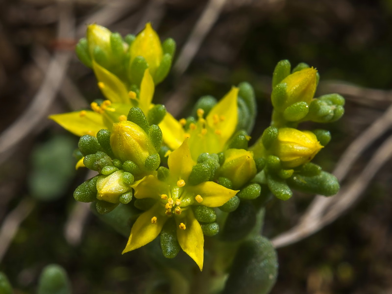 Sedum annuum.06