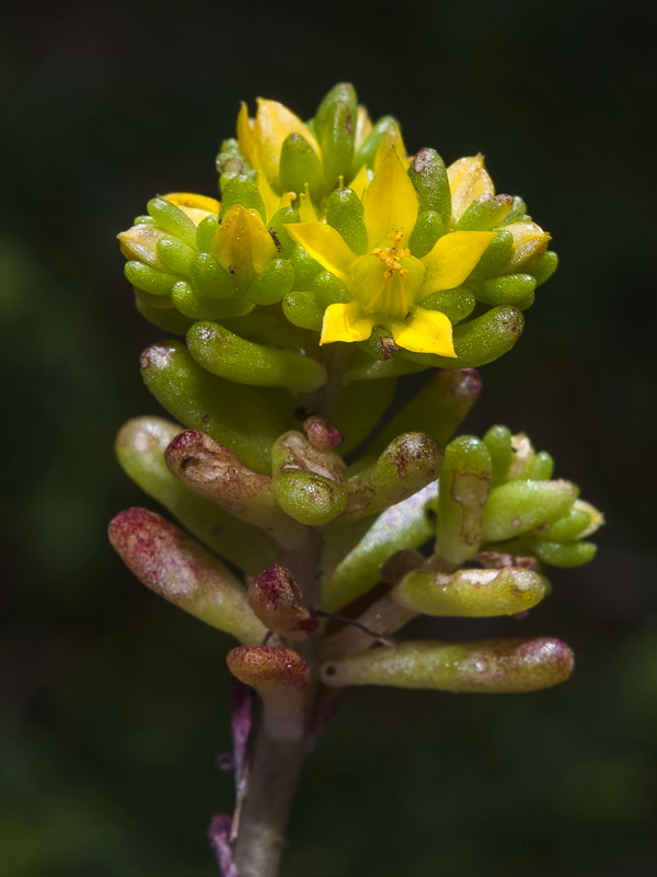Sedum annuum.07